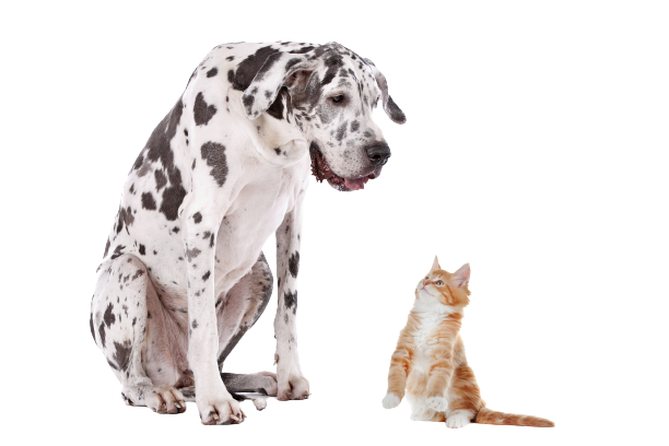 dog cat